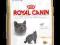 ROYAL CANIN BRITISH SHORTHAIR 34 10KG WARSZAWA