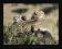 Gepard - Młode Gepardy - Koty - plakat 40x50 cm