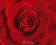 Czerwona Róża - Kwiaty - plakat 40x50 cm