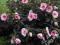 Hibiscus Summer Storm gigantyczny kwiat Promocja