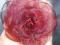 Spinka, broszka róża z organtyny bordowa