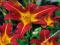 HEMEROCALLIS - LILIOWIEC RED MAGIC #OKAZJA#