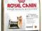 ROYAL Yorkshire Terrier28 ADULT 7.5kg od rottka.pl