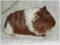 ŚWINKA MORSKA - rasowa sheltie - świnki morskie