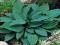 FUNKIA - HOSTA OGRODOWA HALCYON #OKAZJA#