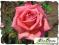 Róże Wielokwiatowe- Isabella-ZIMOWA PRZEDSPRZED