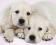 Piękne Małe Labradory - plakat 50x40 cm