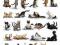 Kot, Koty różne pozycje - plakat 40x50 cm