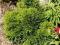 Cyprysik nana gracilis sadzonki 8-10cm