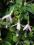 Fuchsia magellanica v. molinae FUKSJA OGRODOWA