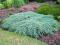 Juniperus squamata 'Blue Carpet' - Jałowiec łus.