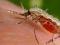 Lampa owadobójcza na Muchy komary Odstraszacz XXL