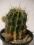 Kaktus echinopsis eyriesii kaktusy kwitnące