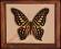 Piękny motyl Graphium agamemmno w gablotce BCM !!!