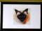 Obrazek w drewnianej ramce kot portret spojrzenie