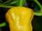 Papryka chili Jamaican Hot Yellow - PALI!!!