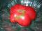 Pomidor OLBRZYM - MORTGAGE LIFTER
