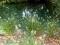 Pennisetum alopecuroides Little bunny