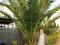 PALMA PHOENIX CANARIENSIS DAKTYLOWIEC 300 CM