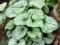 Brunnera Jack Frost - śliczna roślina do cienia