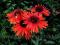 JEŻÓWKA Echinacea HOT LAVA---czerwona------NASIONA