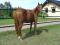 koń rasy Amercian Quarter Horse (AQH)