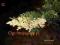 Juniperus sabina 'Variegata' - Jałowiec sabiński
