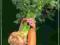 Choroby i szkodniki warzyw korzeniowych