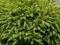 Świerk zwyczajny odm Procumbens roślina 3 letnia