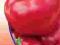 Papryka Alexander w kształcie pomidora !! Nasiona