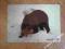niedźwiedź brunatny - aukcja charytatywna