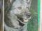 NORWEGIAN ELKHOUND norwejski elkhound po angielsku