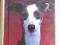 ITALIAN GREYHOUNDS GREYHOUND Russo po angielsku