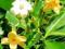 Fagrea berteriana - DRZEWO PERFUM -pięknie pachnie