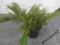 Jałowiec sabiński Tamariscifolia C3 50-60 cm