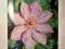 Elsa Spath - kwiaty do 20 cm średnicy...