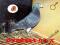 DV oryginał WOLIERA - gołąb gołębie pocztowy BCM