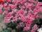 WIOSNA 2012!!ACHILLEA"LILAC BEAUTY"~PM~