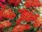 WIOSNA 2012!!ACHILLEA"PAPRIKA"~PM~