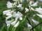 AGAPANTHUS"ALBUS"~PM~