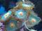 Akwarium morskie - Koralowiec Zoanhus kilka odmian