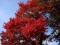 Dąb Czerwonolistny drzewa zalesienia sadzonka 60cm