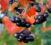 Aronia dorodne sadzonki 30-60cm