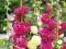 ++Przepiękny kwiat Babuni Malwa -- MIX kolorow++