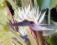Strelitzia nicolai - Biały rajski ptak !