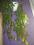 aeschynanthus marmurkowy