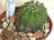 Kaktus Echinopsis tubiflora Urugwaj SUPER KWIATY!!