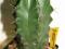 Kaktus Lemaireocereus pruinosus Meksyk DUŻY TANIO!