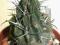 Kaktus Neochilenia paucicostata Chile DUŻY RZADKi!