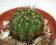 Kaktus Notocactus ottonis Urugwaj OKAZJA TANIO!!!